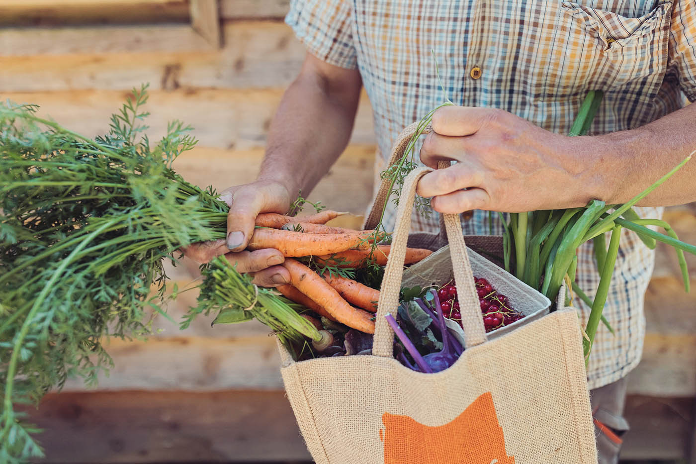 Organic vegetables grown at Growing Well - a mental health recovery charity near Kendal, Cumbria